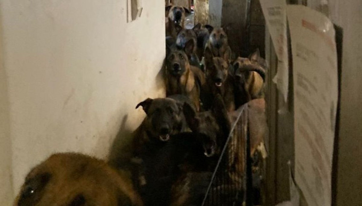 Boşaltılan daireden 48 köpek çıktı