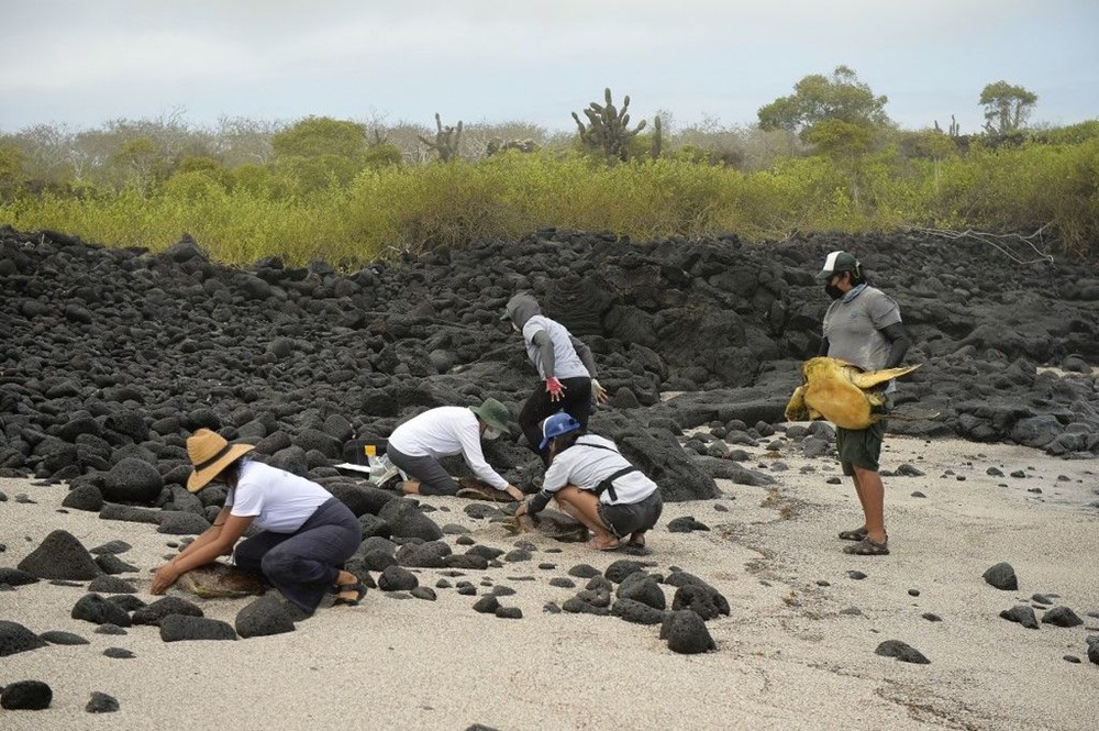 100 yıl önce soyu tükendiği düşünülen dev kaplumbağa Galapagos Adaları’nda bulundu - 5