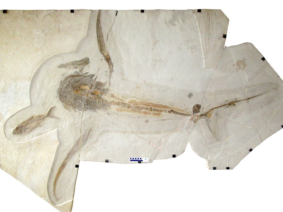 93 milyon yıllık köpek balığı fosili keşfedildi - 2