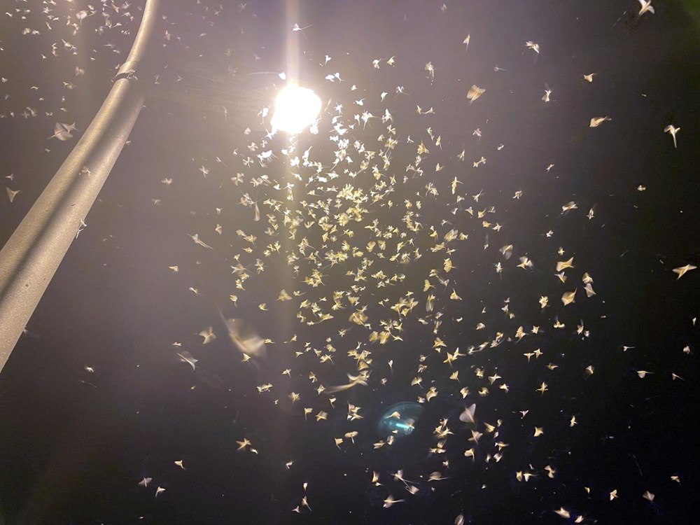 Ardahan'da 'bir günlükler'in ölüm uçuşu başladı - 8