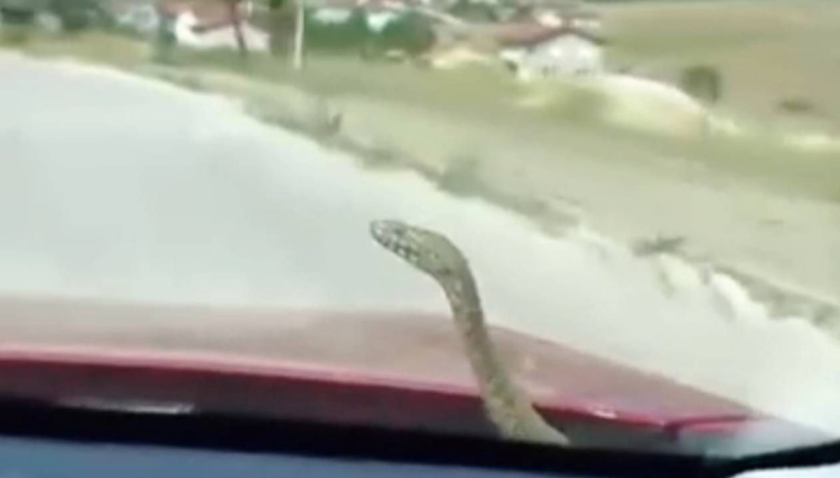 Otomobilin kaputundan yılan çıktı