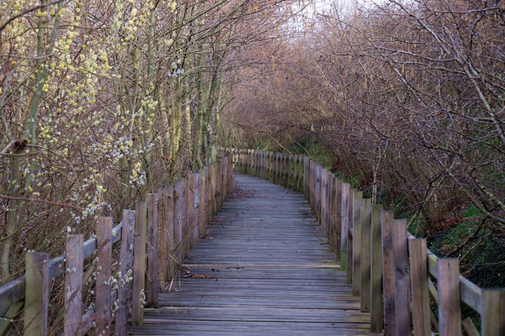 Dünyada ikinci, Türkiye'de ise tek parça halindeki en büyük longoz: Sakarya Acarlar Longozu - 14