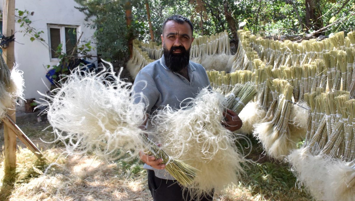 ''Dede sakalı'' olarak da biliniyor: Sivaslıların geçim kaynağı, toplandığı yerden bir daha çıkmıyor