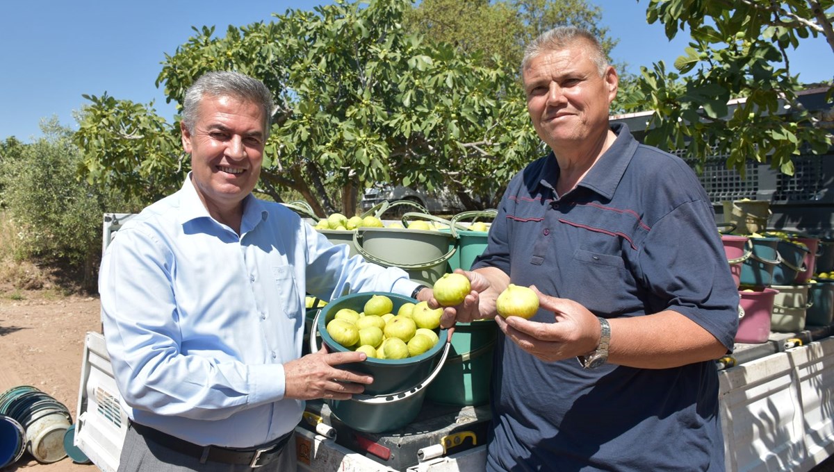 Dünyanın en kalitelisi Aydın'da yetişiyor: Sezonu başladı