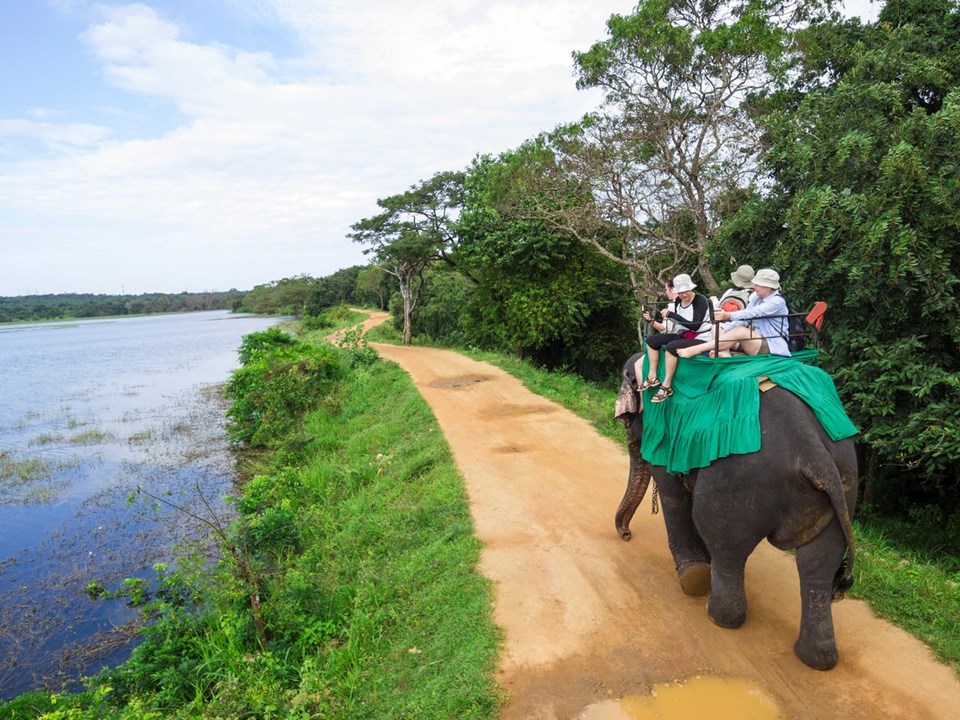 Sri Lanka'da fillerin 4 saatten fazla çalıştırılması yasaklandı - 1