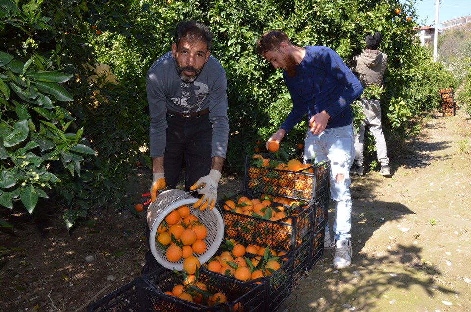 Antalya'da yaz portakalı hasadı başladı - 1