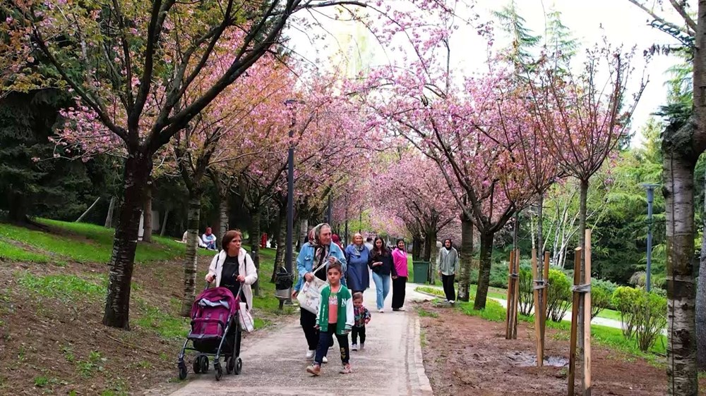Sakuralar çiçek açtı: Vatandaşlar akın etti 72