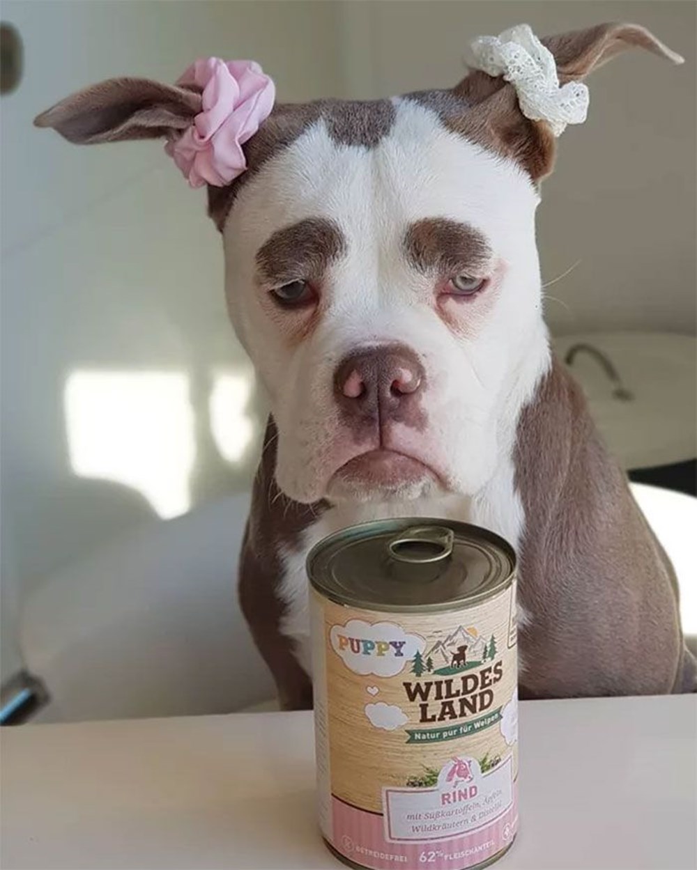 yeni fenomeni Üzgün suratlı köpek &quot;Bayan Kaş&quot; Magazin