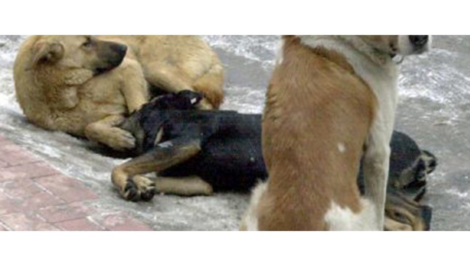 Köpekler uydudan takip edilecek