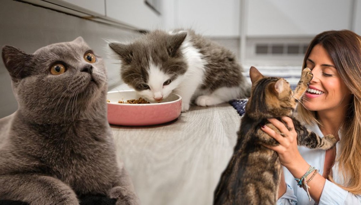 Evde kedi bakımı için öneriler: Nelere dikkat etmeli?