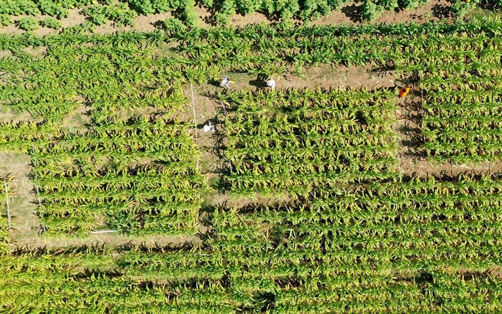 T�rkiye'nin ilk 'm�s�r labirenti'