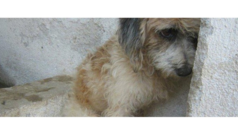 Köpeklerin hali yine içler acısı NTV