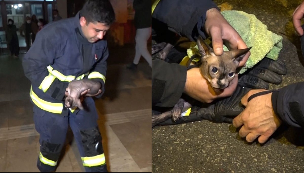 Kediyi suni teneffüs ve kalp masajıyla hayata döndürdü