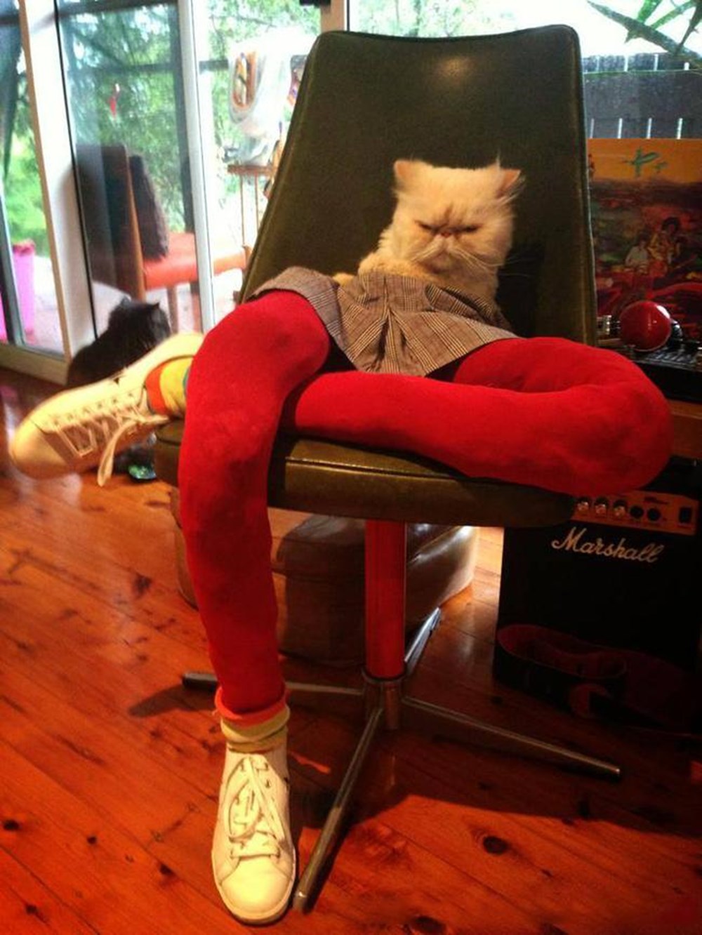 Кот и хозяин. Натянул кота. Кот с натянутыми глазами. Натянул кота. Побритый кот.