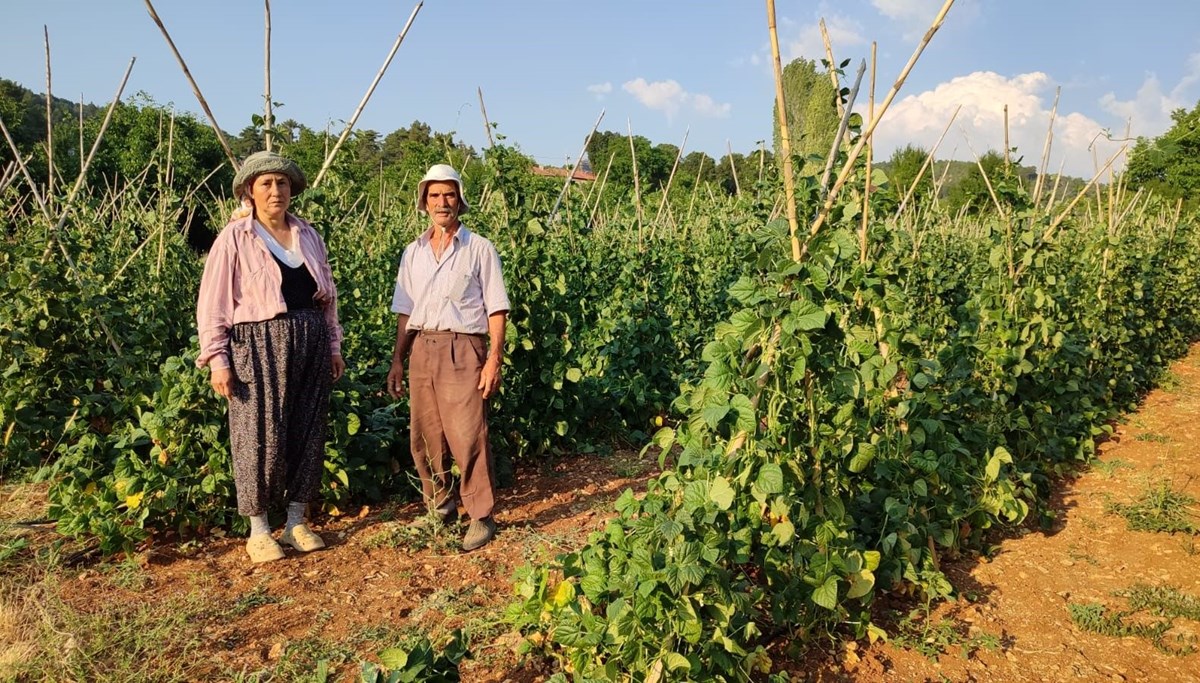 Doğal yöntemlerle yetişiyor, hasadı başladı: Çevre illerde büyük ilgi görüyor