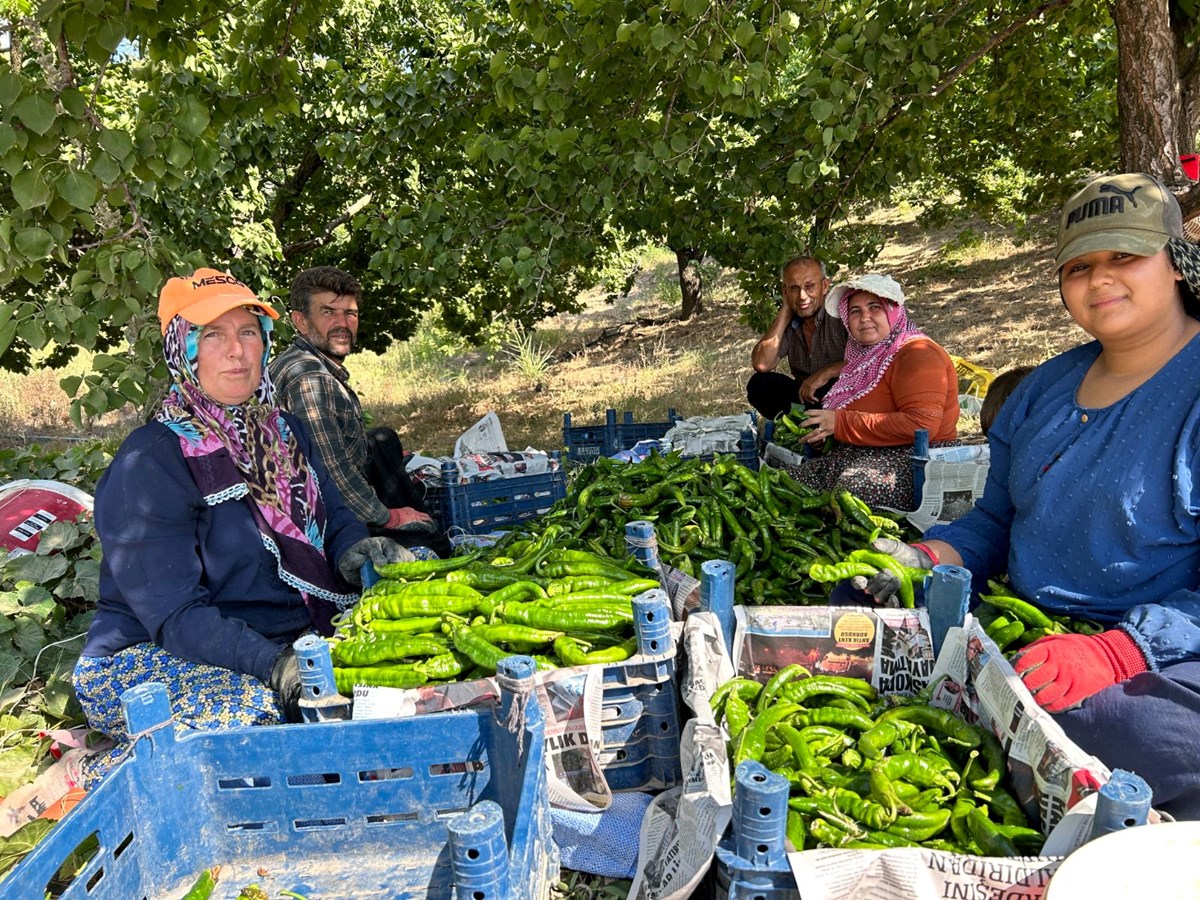 Ünü il sınırlarını aştı! Tarlada 25 TL, kavurucu sıcakta en acı hasat