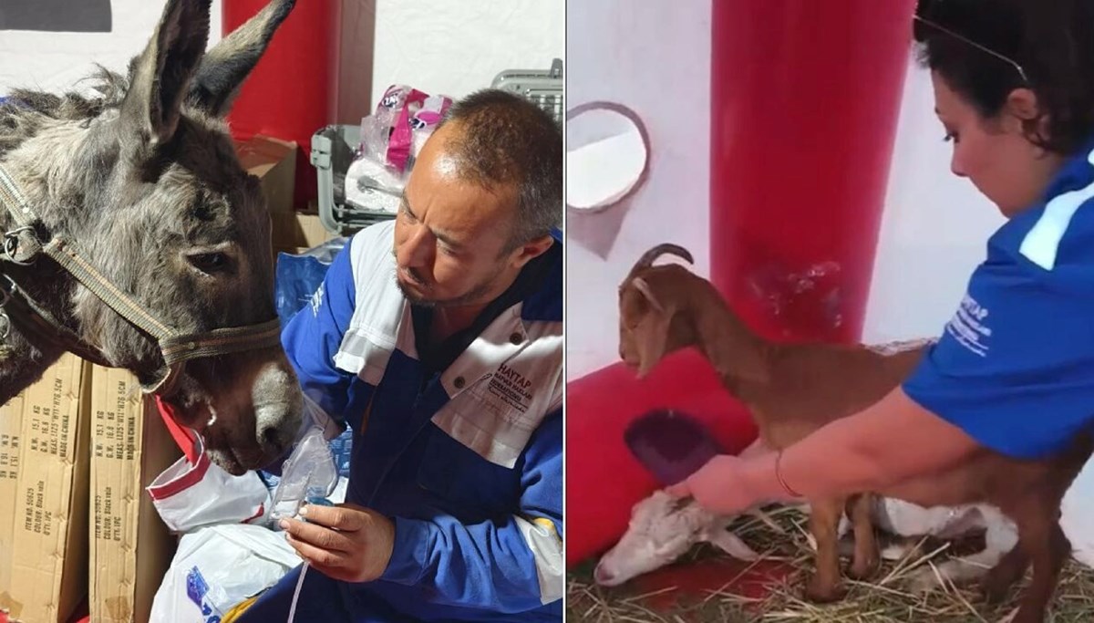 Eşeğe oksijen maskeli tedavi