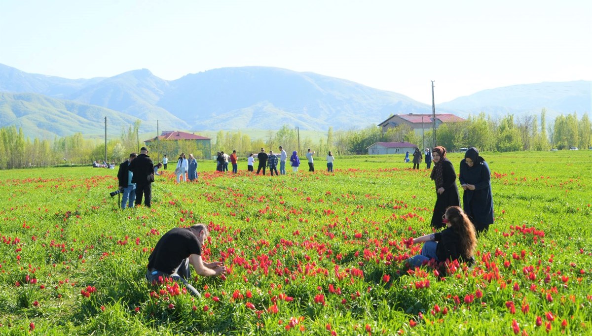 Muş lalesi çiçek açtı: Ziyaretçi akınına uğradı