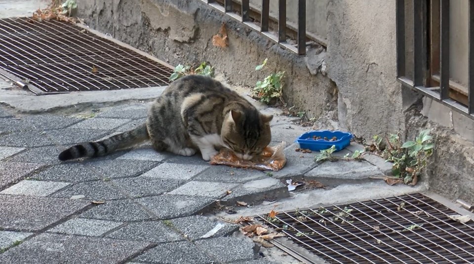 Zeytinburnu'nda kedilere 'çamaşır suyu veriyor' kavgası - 2