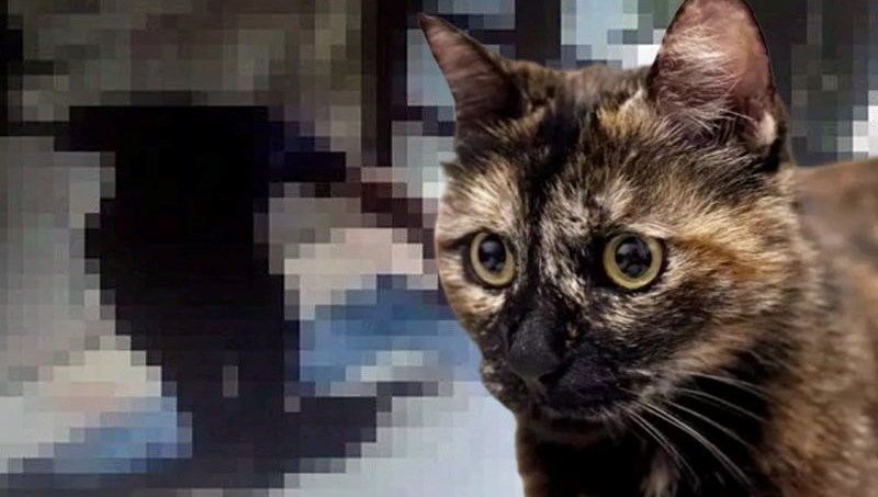 Kediyi işkenceyle öldürmüştü, cezası belli oldu