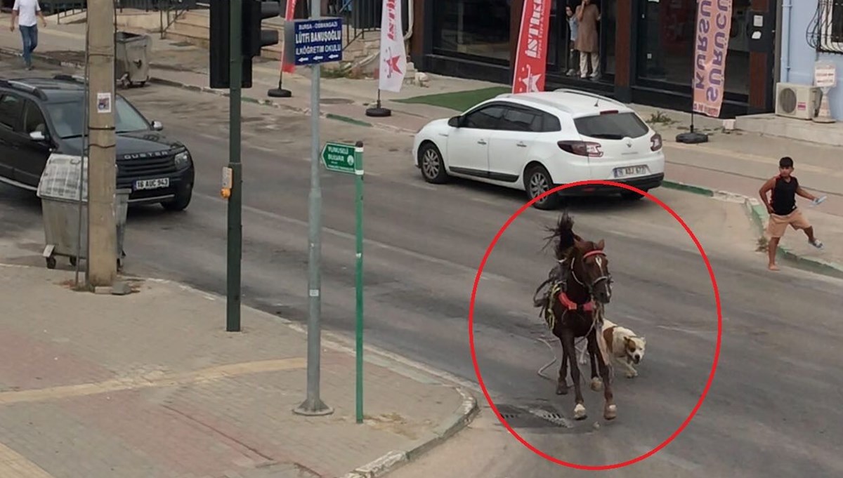 Başıboş pitbull ata saldırdı Başıboş pitbull ata saldırdı