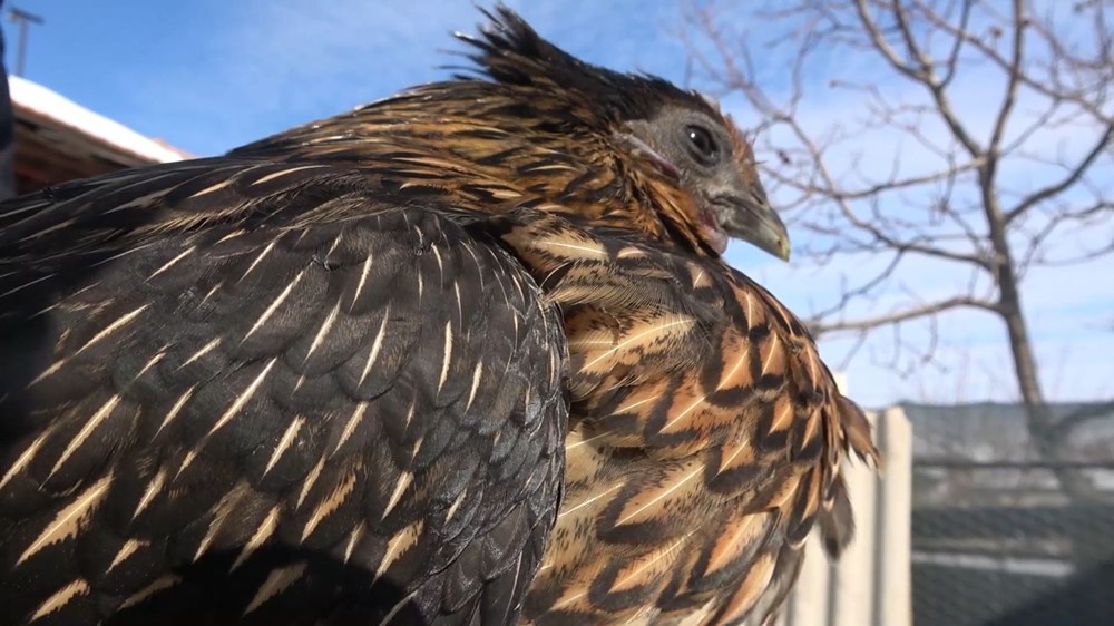'Ayam Cemani' cinsi horoz ve tavuk görenleri şaşırtıyor: Piyasa fiyatı 17 bin TL - 4