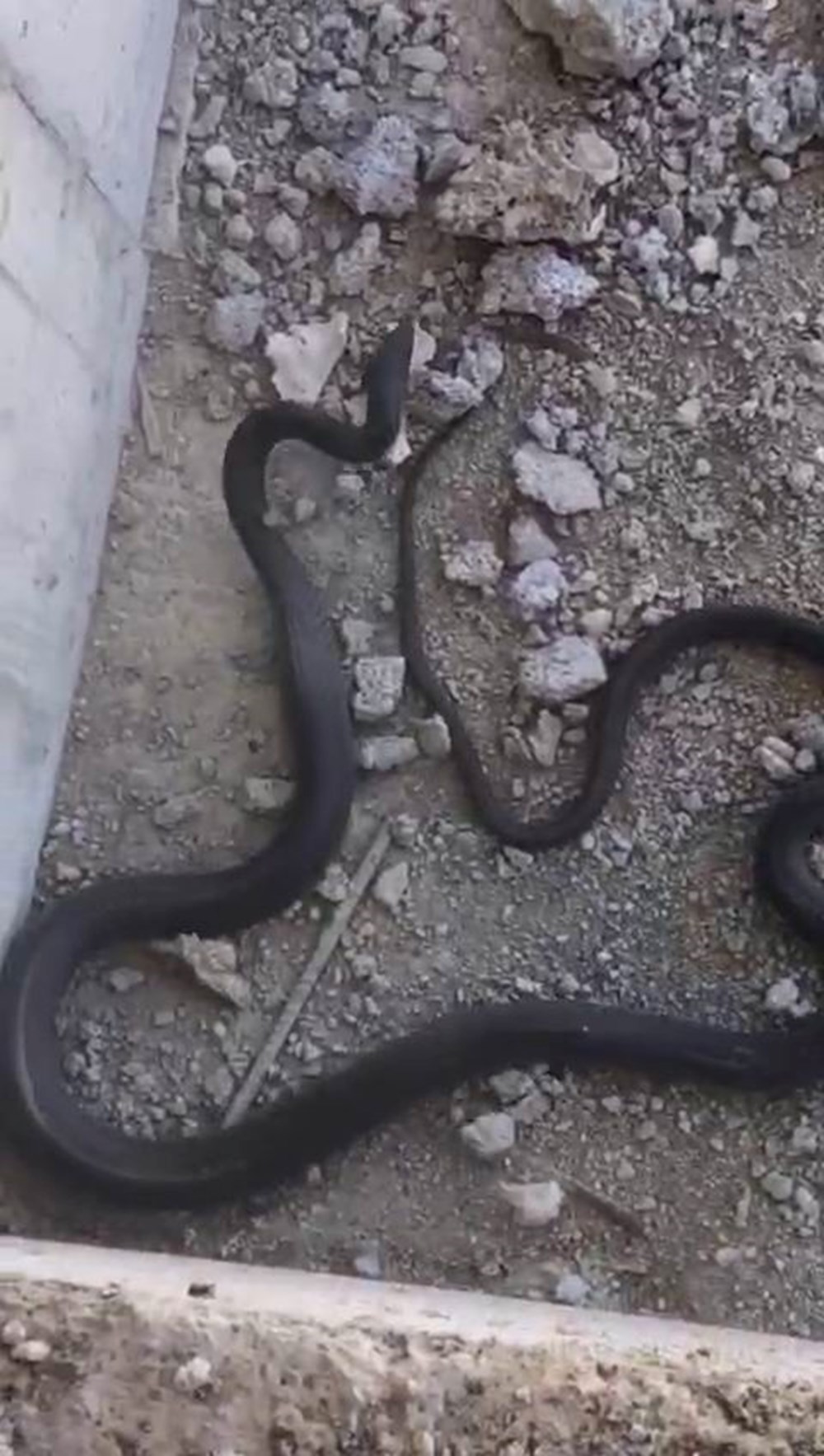 Boyu 3 metreyi aşıyor! İnşaat alanında görülen siyah yılan paniğe neden oldu - 3