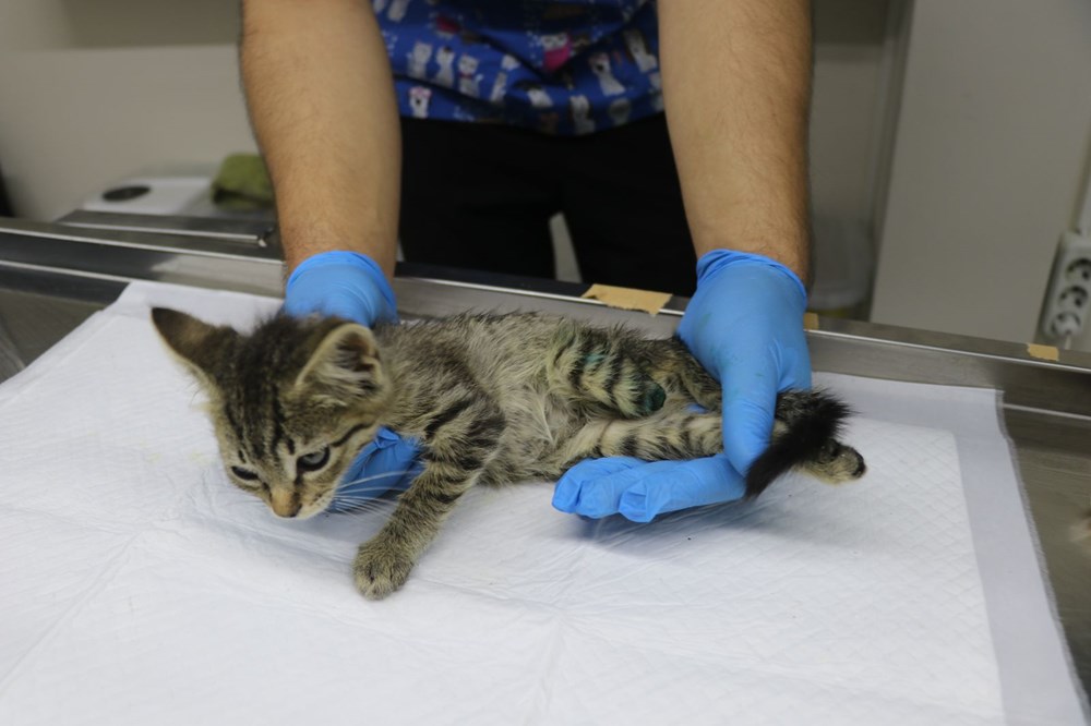 İki yavru kedi ayakları kesilmiş halde bulundu NTV