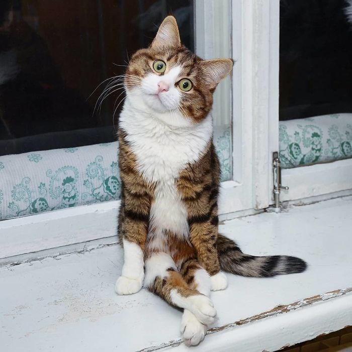 Фото Кота В Реальной Жизни