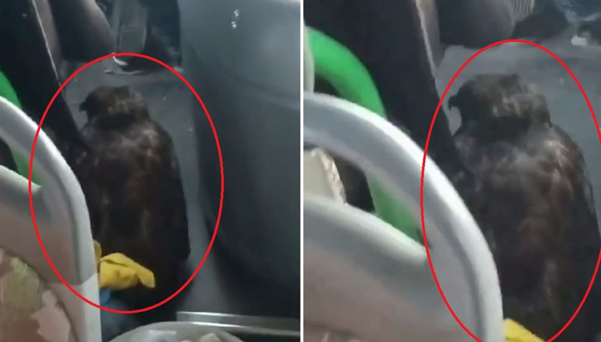 Özel halk otobüsü şoförü yanındaki yırtıcı kuşla sefer yaptı Özel halk otobüsü şoförü yanındaki yırtıcı kuşla sefer yaptı