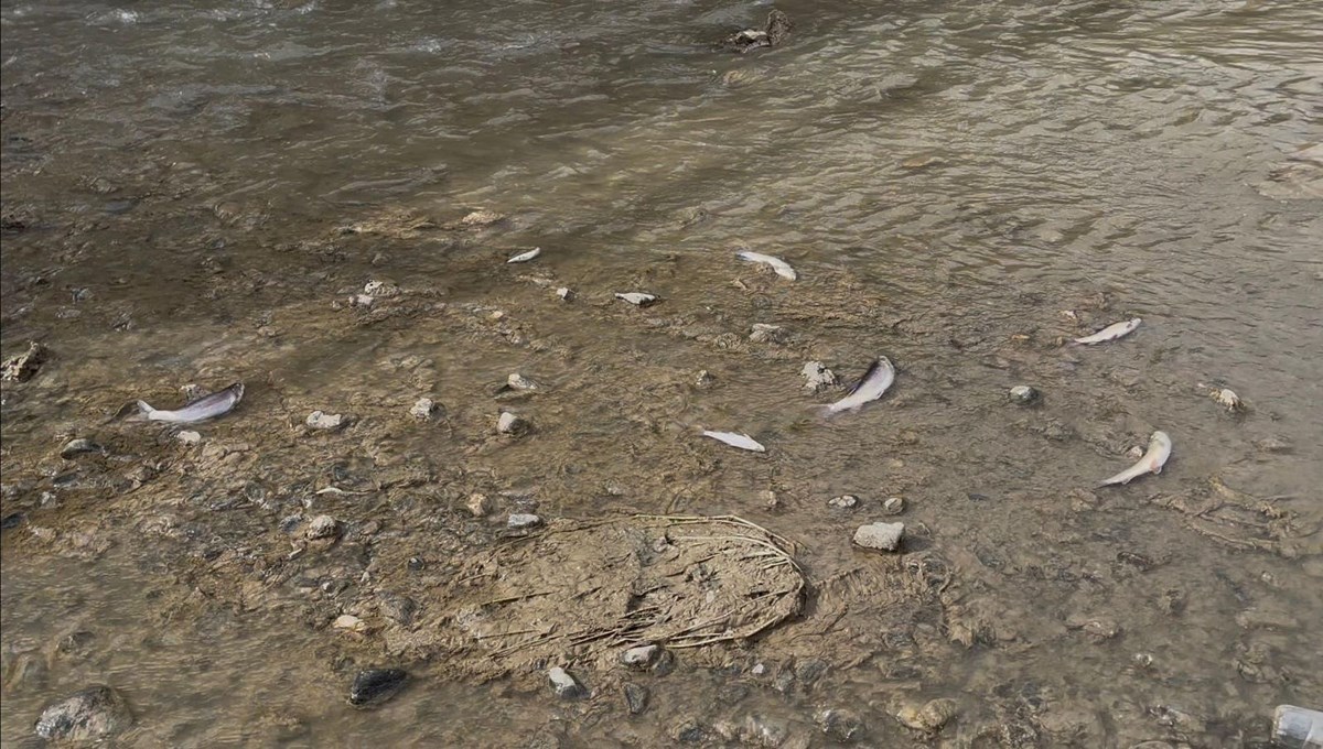 Karasu Nehri'nde toplu balık ölümleri