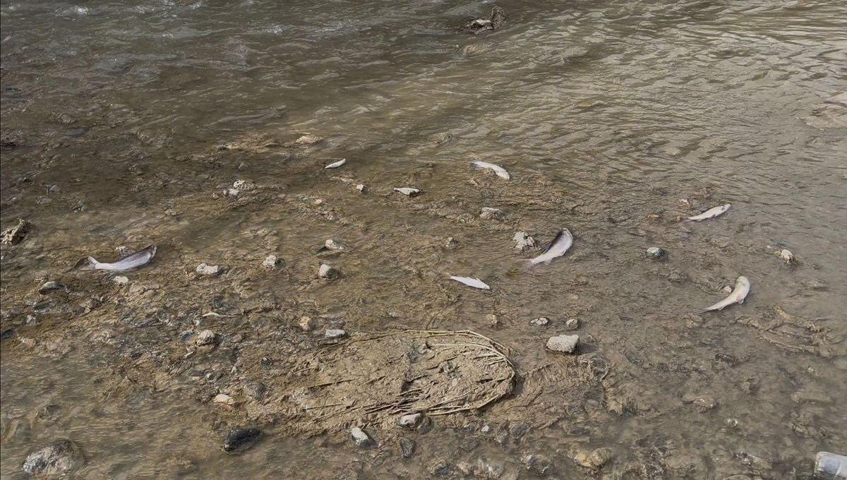 Karasu Nehri'nde toplu balık ölümleri Karasu Nehri'nde toplu balık ölümleri
