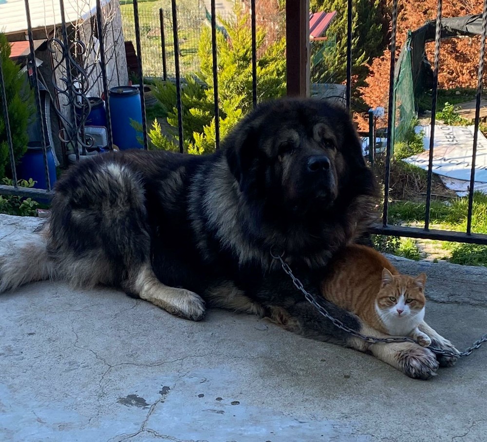 Çalamadığı köpeği pompalı tüfekle vurdu - 2