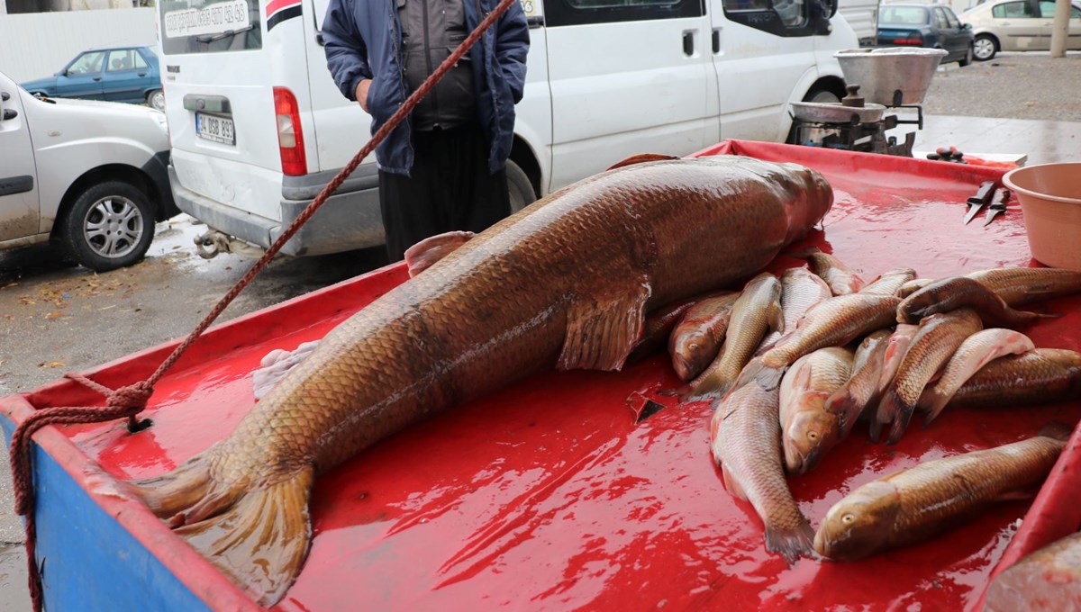 Karasu Nehri'nde oltayla yaklaşık 110 kilogramlık turna balığı yakalandı