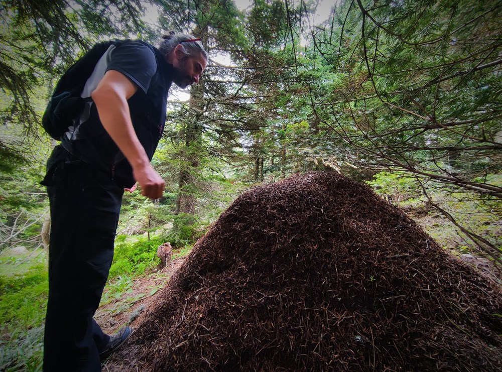 Uludağ’da dev karınca yuvaları - 4