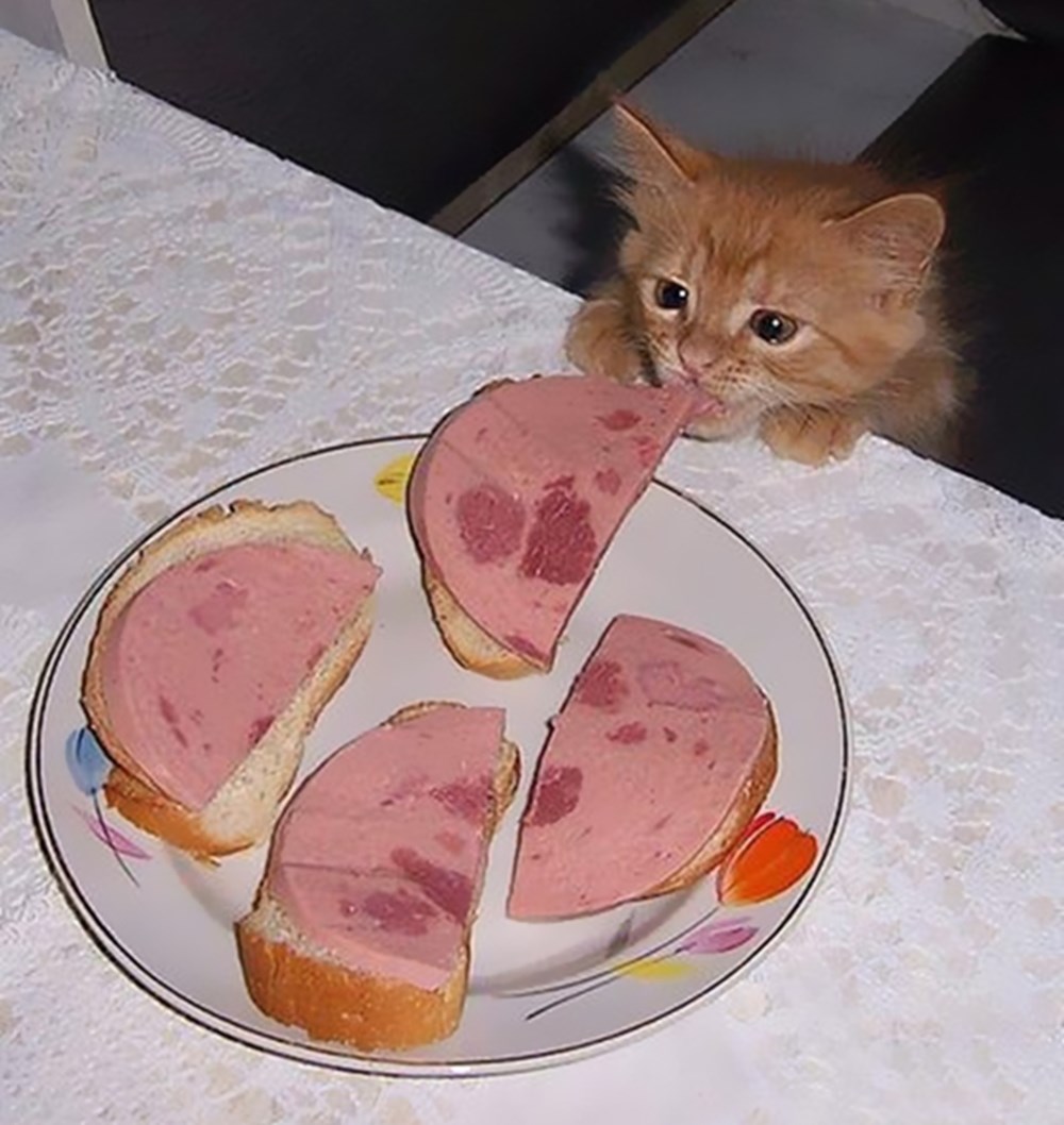 В колбасе есть мясо. Кот ворует колбасу. Кот бутерброд с колбасой. Котенок в бутерброде. Колбаса для кошек.