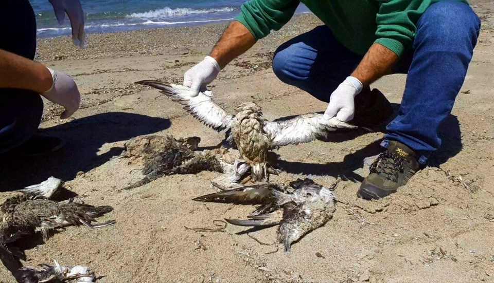 Kuşadası Sahili'nde ölü 24 yelkovan kuşu bulundu - 1