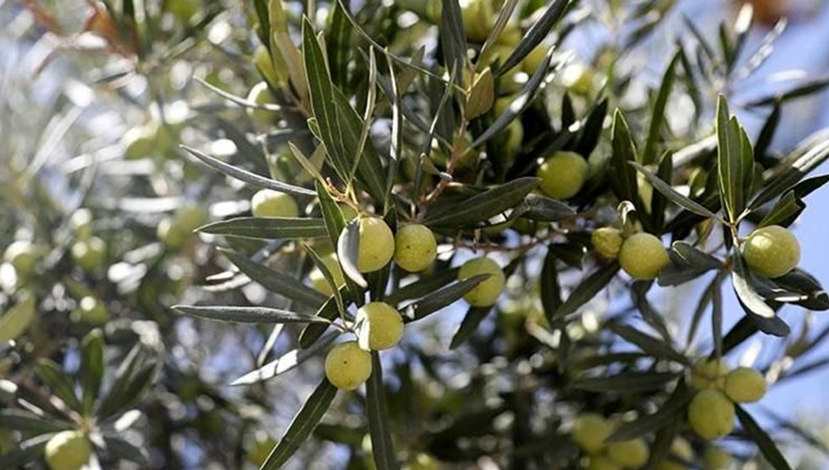 Anıt zeytin ağaçlarından 70 kilo rekolte bekleniyor Anıt zeytin ağaçlarından 70 kilo rekolte bekleniyor