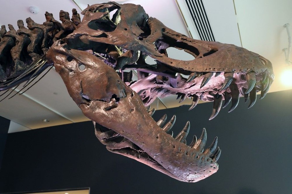 67 milyon yaşındaki dinozor iskeleti açık artırmayla satılacak - 3
