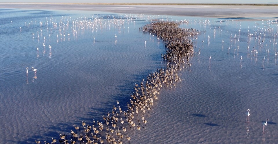 Tuz Gölü'ndeki yavru flamingolar için su takviyesi - 2
