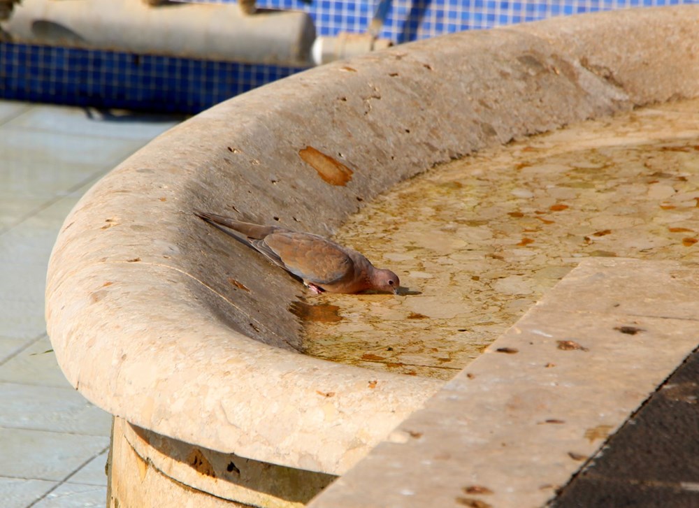 Adana'da termometreler 45 dereceyi gösterdi - 5