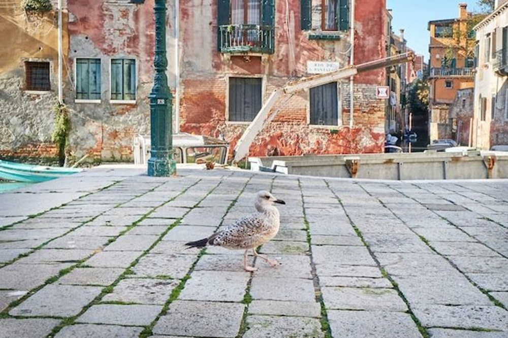 Venedik'teki otelcilerin martılarla başı dertte: Konuklarını su tabancalarıyla donattılar - 3