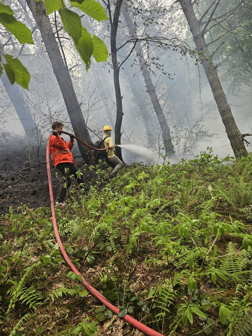 Kastamonu'da orman yangını - 3