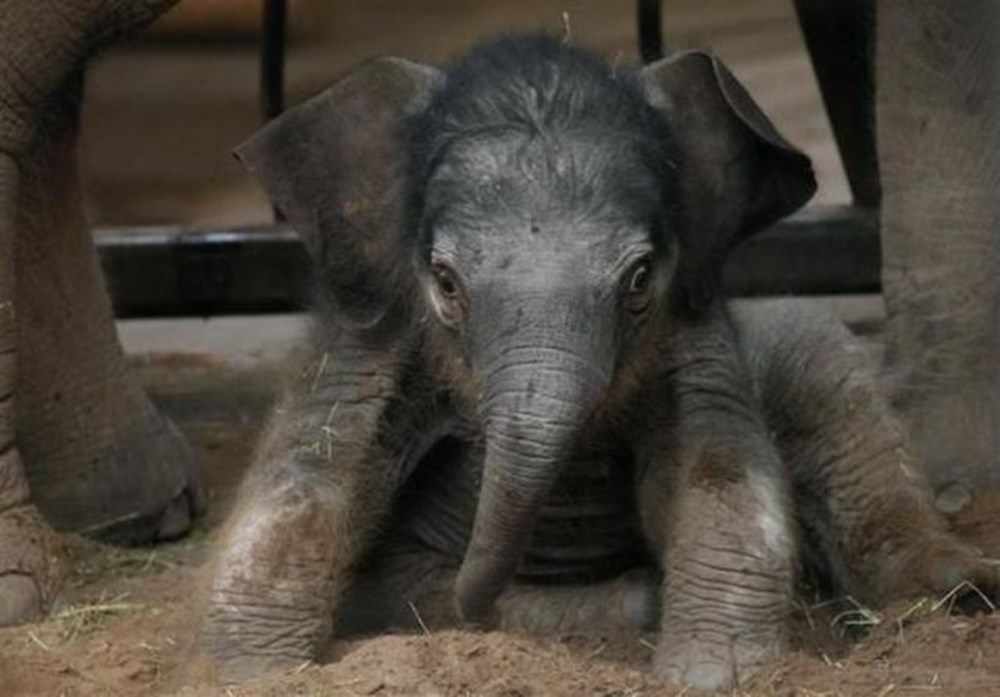 Pin by Amber Kutscher on Owls Owl, Animal tracks, Owl pictures