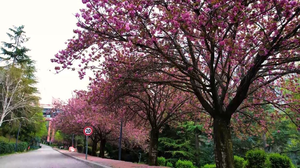 Sakuralar çiçek açtı: Vatandaşlar akın etti 74 HbGqigXHK0 THtsGN6tAYg