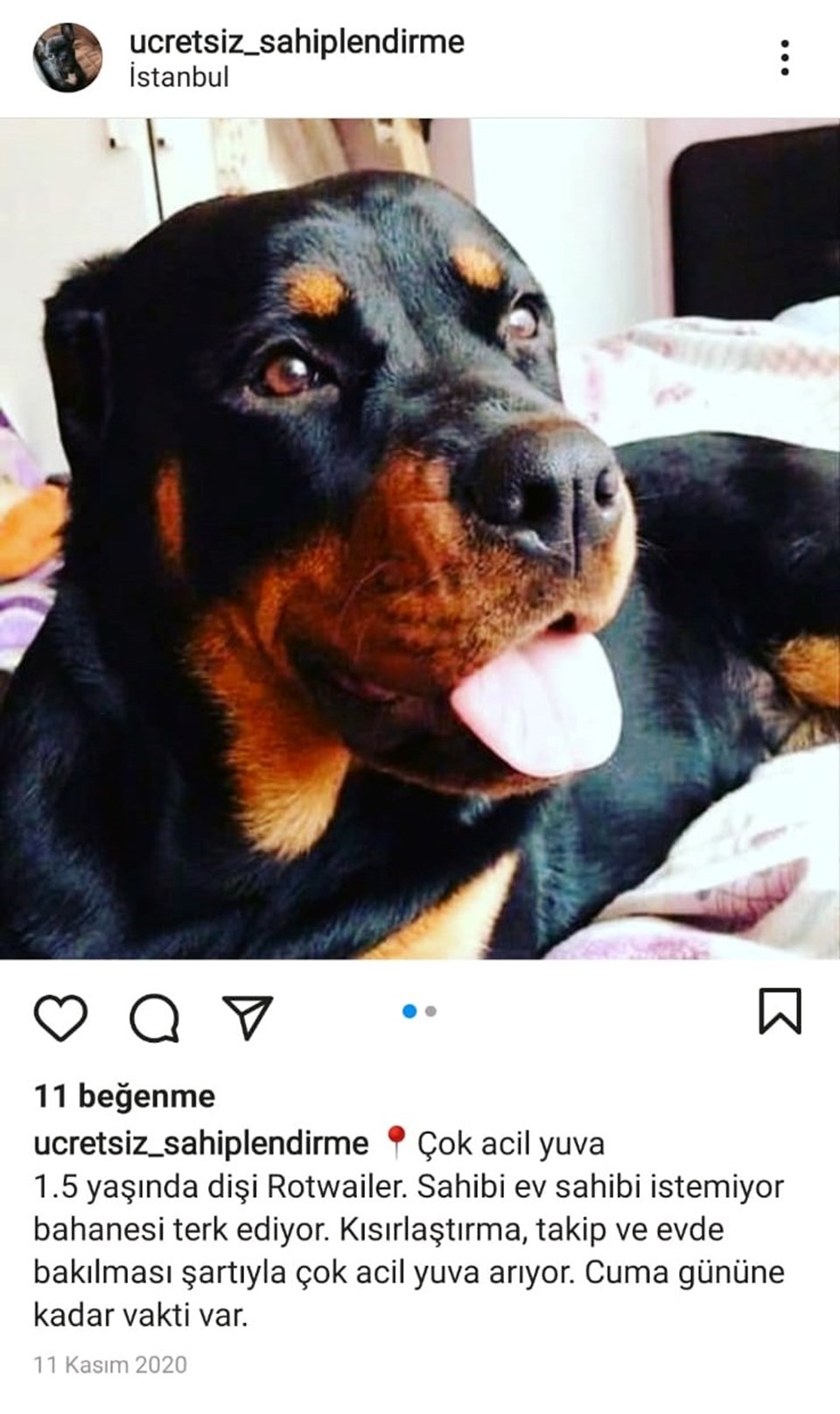 Sosyal medyada paylaştığı kedi ve köpek fotoğraflarıyla 69 bin lira dolandırdı - 1
