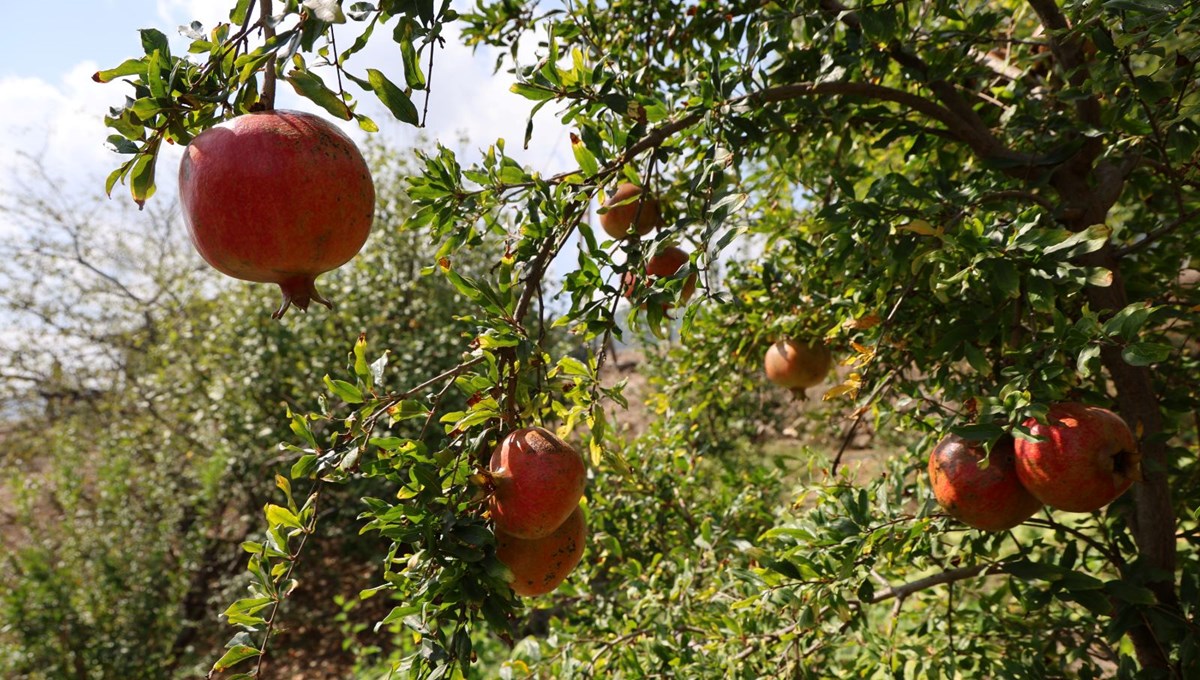 Geçen yıl 20 TL'ydi, bu yıl 80 TL: 900 rakımda yetişiyor