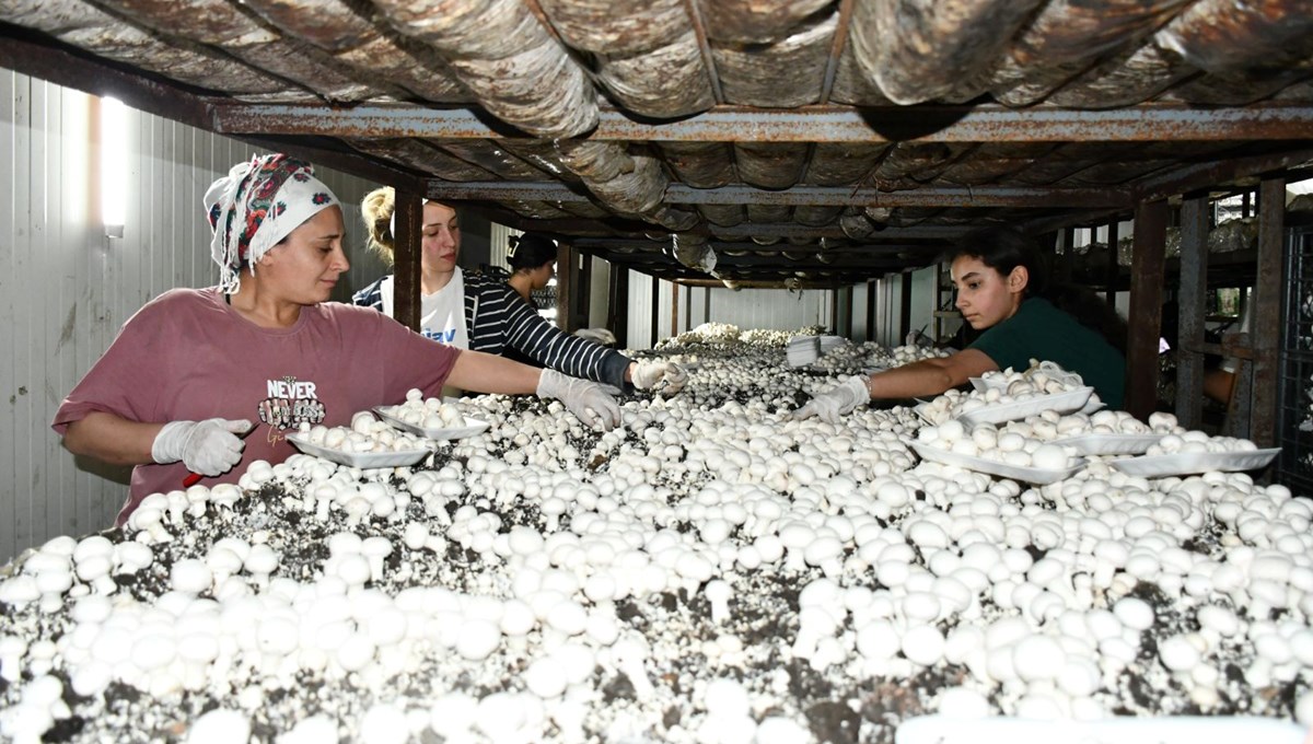 Devlet desteğiyle kurdu: Yıllık 600 ton üretiyor