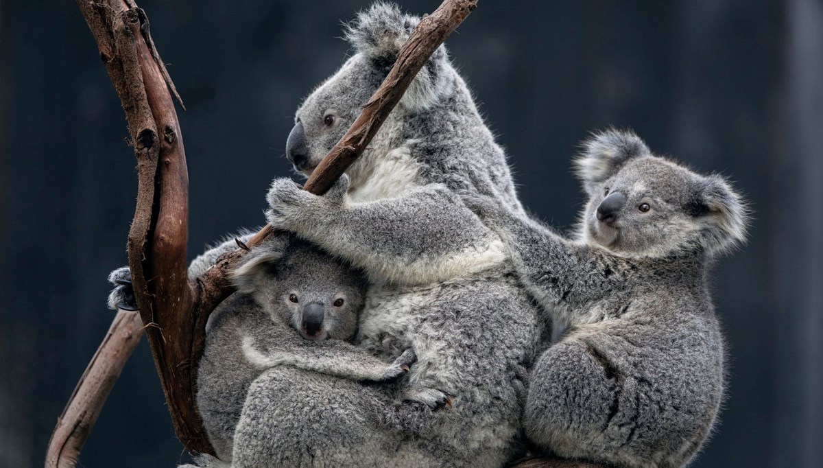 Koalalar yok oluştan tek bir aşıyla kurtulacak