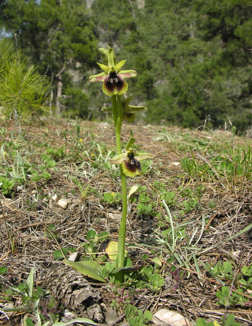 Antalya'nın Gizli Hazinesi: Bir Çiçeği Koparmanın Bedeli Bir Milyon TL! 75 HfkHcmY19kqtaEjqtv50cg